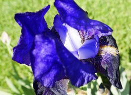 013 - black wings 1920